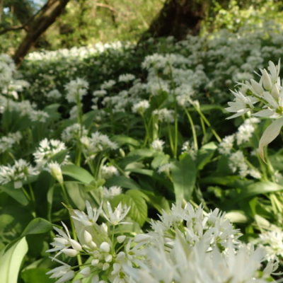 fleur d'ail des ours